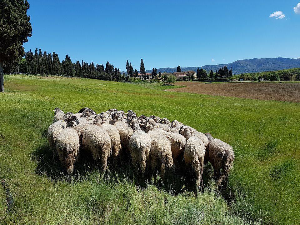 Agriturismo Fattoria Rozzalupi Черето Гуиди Екстериор снимка