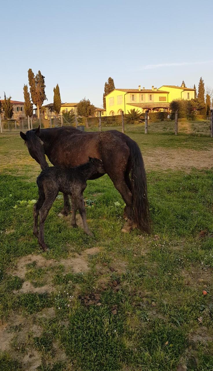 Agriturismo Fattoria Rozzalupi Черето Гуиди Екстериор снимка